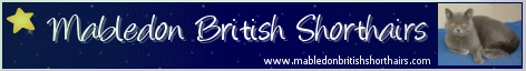 British Shorthair Cat Breeder